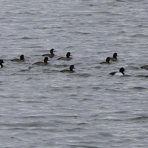 Greater Scaup (Aythya marila)
