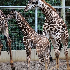 Masai Giraffe Calf