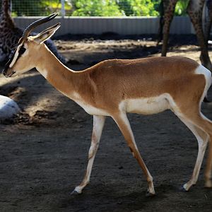 Soemmering's Gazelle (Nanger soemmerringii)