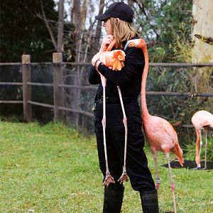 Flamingo and Keeper