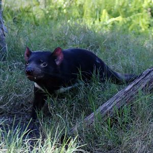 Tasmanian Devil, December 2015