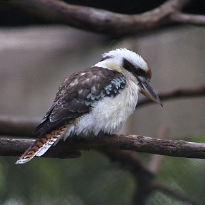 Laughing Kookaburra