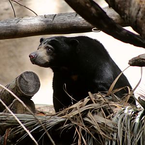 Sun Bear