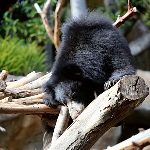 Sloth Bear