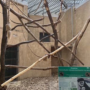 Black-and-white colobous and African brush-tailed porcupine indoors-09/2023