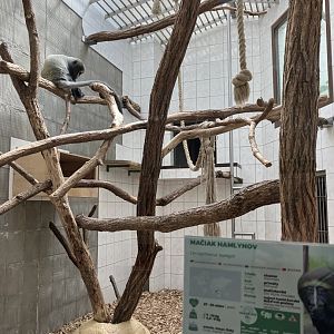 Hamlyn’s monkey indoors-09/2023