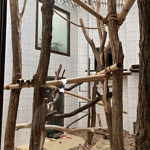 Red-cheeked gibbon indoors-09/2023