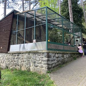 Northern yellow-throated marten cage-09/2023