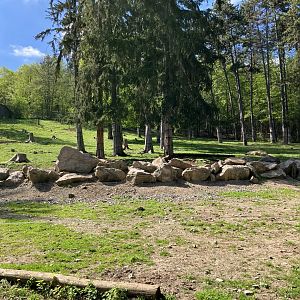 Shensi takin exhibit-09/2023