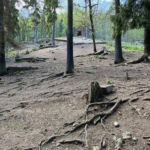 Caucasian tur habitat-09/2023