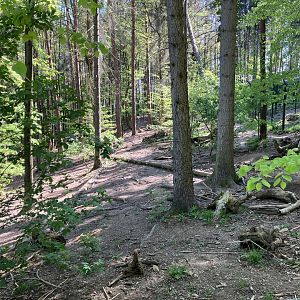 Eurasian wolf enclosure -09/2023