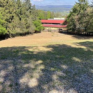 Blue wildebeest paddock-09/2023