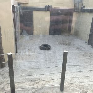 Bull elephant indoors-09/2023