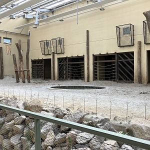 African elephant herd indoor exhibit-09/2023