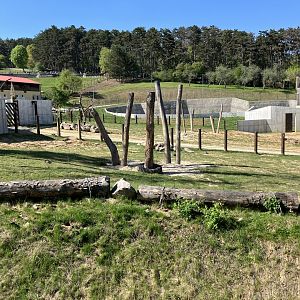 African elephant complex-09/2023