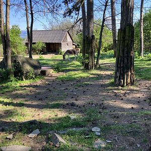 Eastern kiang paddock-09/2023