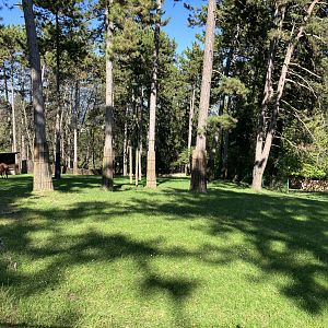 Eastern bongo enclosure-09/2023