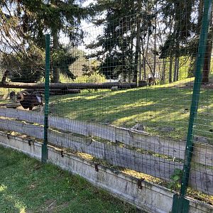 European mouflon exhibit-09/2023