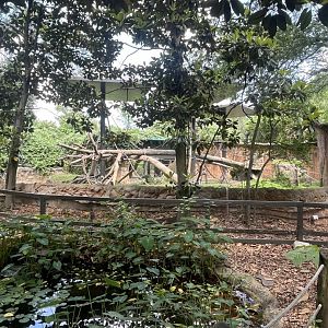 World of Primates-Orangutan