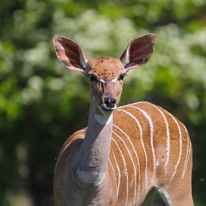 Female Southern Lesser Kudu- 30th April 2025