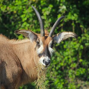 Female Roan Antelope- 29th April 2025