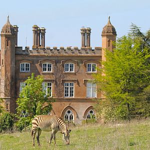 Hartmann's Mountain Zebra in front of Marwell Hall- 30th April 2025
