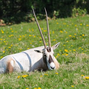 Female Arabian Oryx in their paddock- 30th April 2025