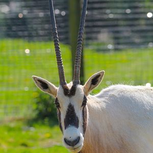 Female Arabian Oryx- 30th April 2025