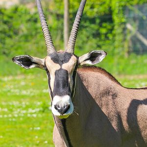 Male Beisa Oryx- 30th April 2025