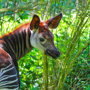 Young Okapi- 28th April 2025