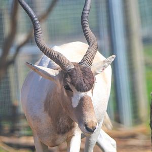 Addax- 30th April 2025