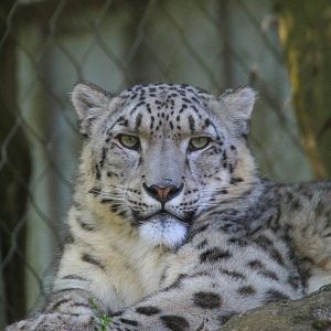 Snow Leopard- 30th April 2025
