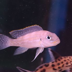 Tanganyika Cichlid ID