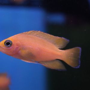 Cichlid ID