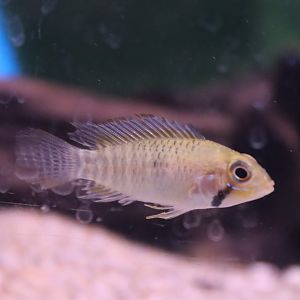 Apistogramma ID