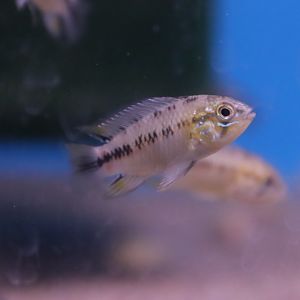Apistogramma ID