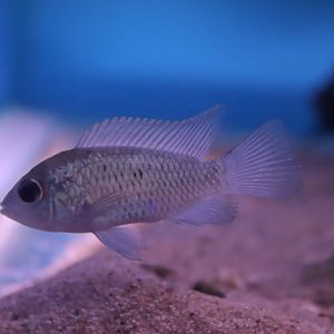 Cichlid ID