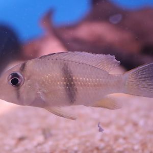 Cichlid ID