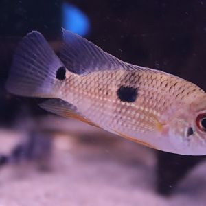 Cichlid ID