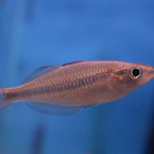 Rainbowfish ID