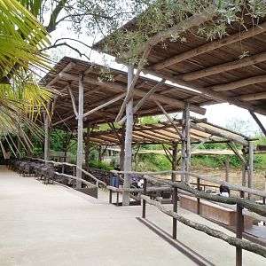 View of "Le Camp des girafes" from the restaurant -Bioparc de Doué la Fontaine (2025)