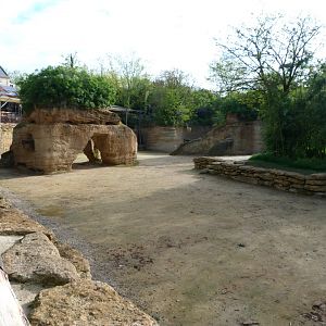 Kordofan giraffe and Grevy's zebra exhibit -Bioparc de Doué la Fontaine (2025)