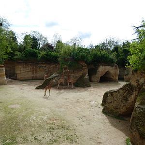 Kordofan giraffe and Grevy's zebra exhibit -Bioparc de Doué la Fontaine (2025)
