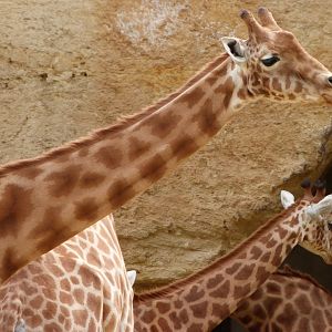 Kordofan giraffe -Bioparc de Doué la Fontaine (2025)