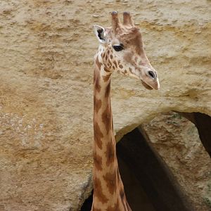 Kordofan giraffe -Bioparc de Doué la Fontaine (2025)