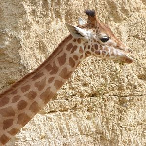 Kordofan giraffe -Bioparc de Doué la Fontaine (2025)