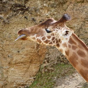 Kordofan giraffe -Bioparc de Doué la Fontaine (2025)