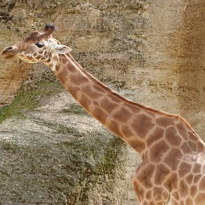 Kordofan giraffe -Bioparc de Doué la Fontaine (2025)