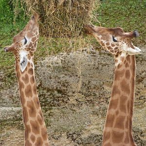 Kordofan giraffe -Bioparc de Doué la Fontaine (2025)
