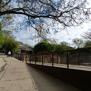 Kordofan giraffe and Grevy's zebra viewing area -Bioparc de Doué la Fontaine (2025)